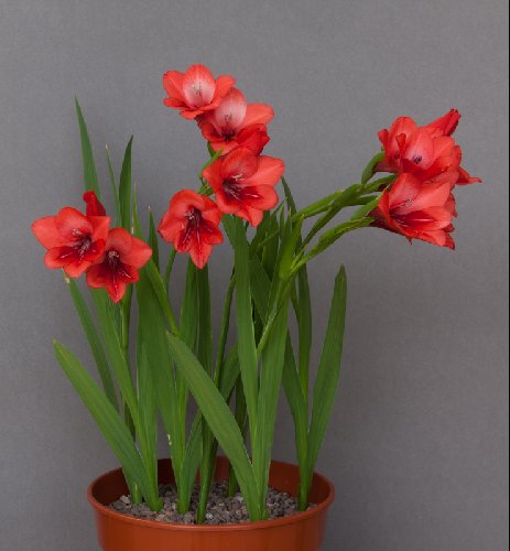 Gladiolus flanaganii